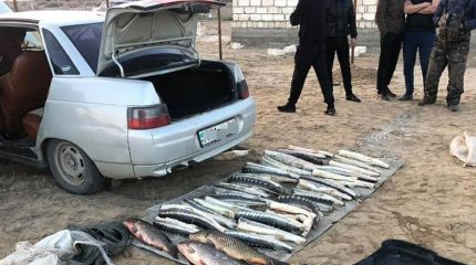 26 казахстанцев отправили за решётку за отлов осетровых