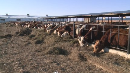 Павлодарлық фермерлер алаяқтардың құрбаны болды