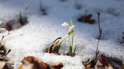 Бәйшешектің әр гүлін жұлғаны үшін 1,5 миллион тг көлемінде айыппұл салынады