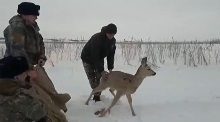 Дикие косули разгуливают по центру Петропавловска