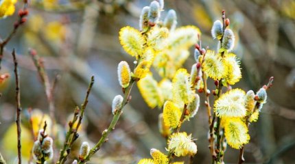Капризный, жаркий и пыльный: каким будет апрель в Казахстане