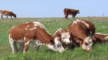 Нашествие клещей в ЗКО: скот на грани массовой гибели
