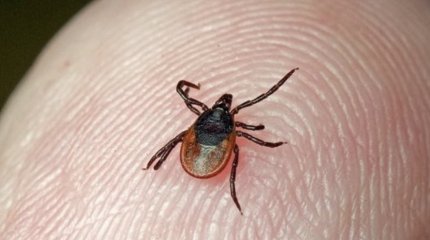 Клещи атакуют жителей ВКО