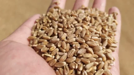 Қазақстанға автокөлікпен бидай әкелуге тыйым салынды