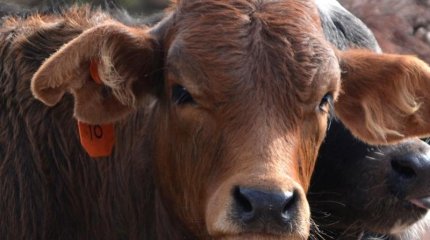 Батыс Қазақстанда 9 адам бруцеллез жұқтырған