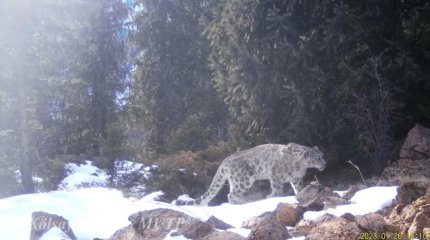 Алматы облысында қар барыстары фототұзаққа ілікті