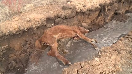 Карагандинские сельчане обвинили бизнесмена в гибели своих лошадей