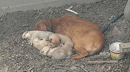 Жетісу облысында полиция ер адамның өліміне иттің қатысы бар-жоғын тексеріп жатыр