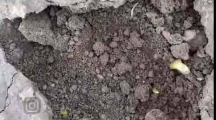 Посевы лука сохнут из-за реконструкции канала в Жамбылской области