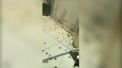 Қасиетті Рамазан айында Меккені жәндіктер басты