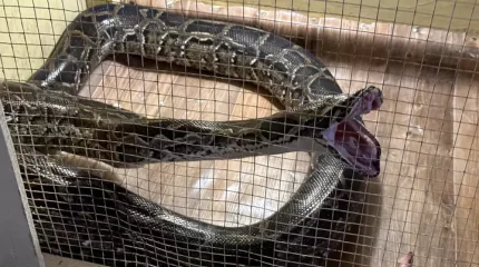 "Ашуланса шағып алады": анаконда асырап отырған Атырау тұрғыны ерекше хоббиі туралы айтты