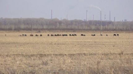 Павлодар облысында әкімдік ауылдың жайылымдық жерін кәсіпкерге заңсыз берген