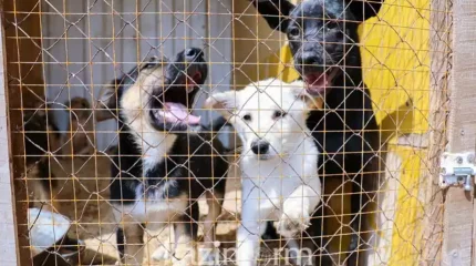 Бұралқы иттердің балаларға шабуылына жол берілмеуі керек