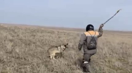 Житель Актюбинской области забил волка