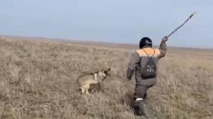 Қасқырды шынжырмен сабап өлтірген: полиция видео "кейіпкерін" тапты