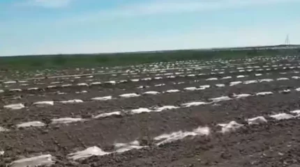 Шардарада 1000 гектарға жуық қарбыз көшеті үсіп кетті