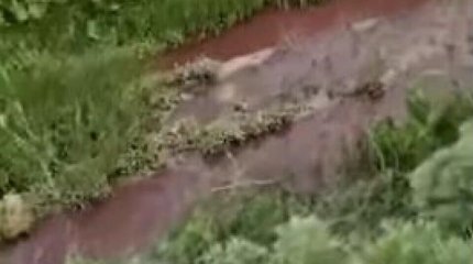 Кровавой водой орошают поля в Туркестанской области