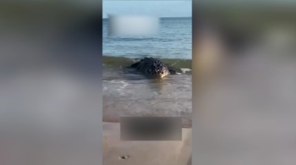 Каспий теңізінде қолтырауын жүр