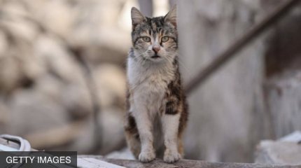 «Убей как можно больше кошек и получи 150 долларов»: скандальный конкурс для детей отменили в Новой Зеландии