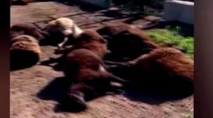 Сразу 320 овец погибли у туркестанца, мужчина винит ветаптеку