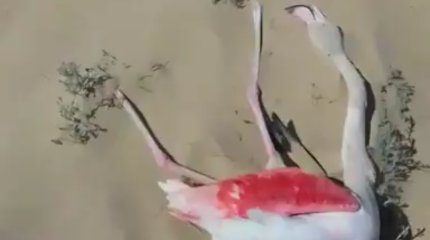 Мертвых фламинго нашли в Мангистауской области