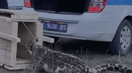 Алматы облысында өрісте жайылып жүрген мал арасынан қар барысы табылды