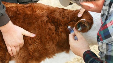 Қызылордада бруцеллёз жұқтырғандар саны өсті