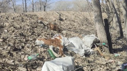 На свалку-скотомогильник жалуются жители Семея