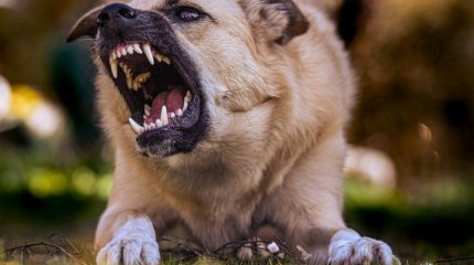 Биыл 386 астаналық қаңғыбас жануарлардан зардап шеккен