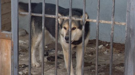 Бұралқы иттерді қалай азайтуға болады?