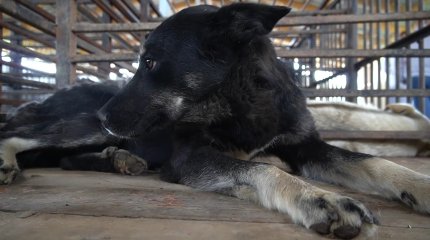 Стерилизация и чипирование: зоозащитники предложили гуманные методы борьбы с бродячими собаками