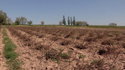 Түркістан облысында картоп алқабы үсіп кетті