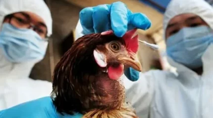 Чили фермаларында құс тұмауы өршіді