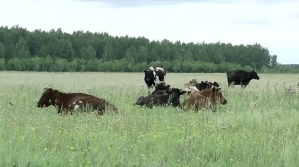 Қызылжар өңірінде 3 ауданда бруцеллез ошағы анықталды