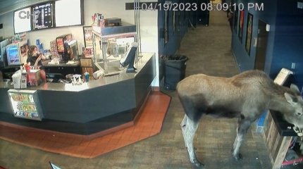 Лось забрёл в один из кинотеатров