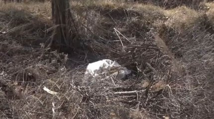 Көкшетауда қапшыққа салынған адам сүйегі табылды