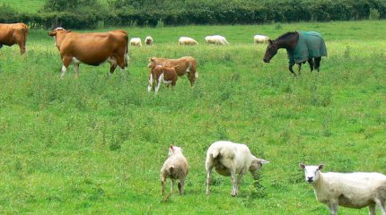 Мал ұрлығы болмас үшін төрт түлікке чип тағып, есепке алу қажет – министрлік