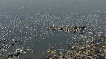 Қызылжардағы Тереңкөл көлінде бір центнерден астам балық қырылып қалды