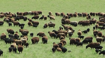 Қойды қолды қылғандар жазасыз қала ма?