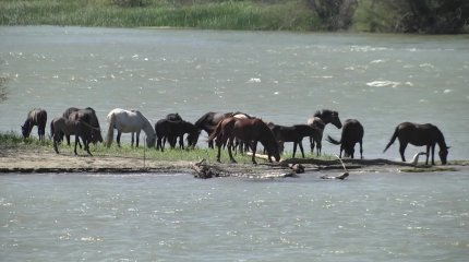 Павлодарға экологиялық қауіп төніп тұр