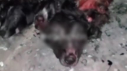 Скотомогильник с десятками выпотрошенных собак обнаружили в Алматинской области