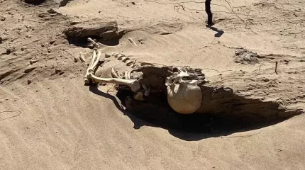 Қызылордада жел салдарынан құм көшіп, арасынан адам денесі табылды