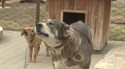 Массовая стерилизация бродячих животных едва не привела к гибели собак в Актобе