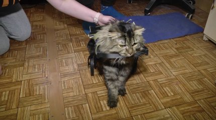 Современные технологии помогли коту-инвалиду сделать первые шаги