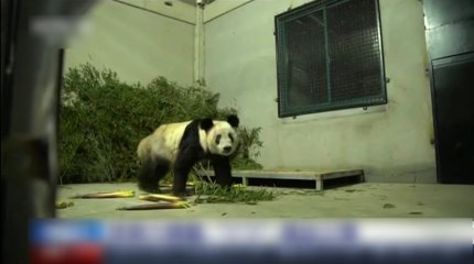 Большая панда Я Я вернулась на родину в Китай