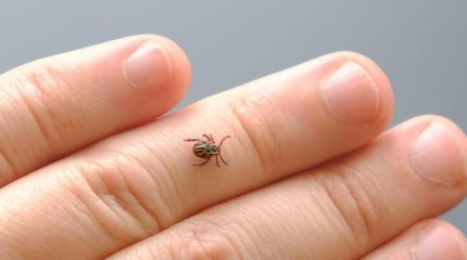 Алматыда кене шаққан адам саны өскен