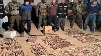 100 келіден аса киік мүйізін сатып тұрған аралдық ұсталды