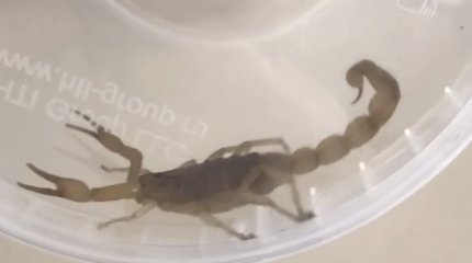Шымкент атаковали скорпионы