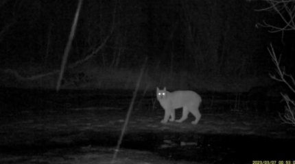 Туркестанская рысь попала в фотоловушку в области Жетысу