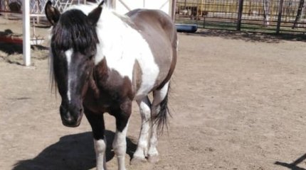 Лошадь травмировала посетителей зоопарка в Караганде